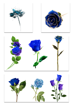蓝色玫瑰,蓝色玫瑰的花语是什么意思
