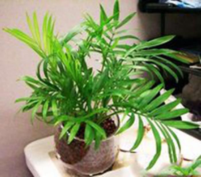 净化空气第一名的植物,净化空气第一名的植物龟背竹的图片