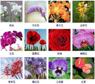 中国的国花是哪种,中国的国花是哪种啊