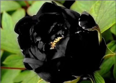 黑牡丹花图片,黑牡丹花图片及花名