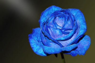 蓝玫瑰代表什么意思花语是什么,蓝玫瑰代表什么含义
